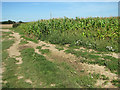 Footpath past maize crop field, Fishley in NR13 6GN