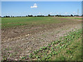 Crop field by Fishley Barn in NR13 6GN