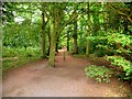A Path in Arrowe Country Park in CH61 7US