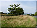 Autumnal grasses beside the B4211 in WR13 6PE
