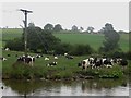Cattle grazing beside the canal in BD20 9HA