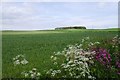 Arable land near Kingsbarns in KY16 8DG