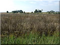 Crop field near Station Farm in LN13 9JL