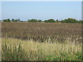 Crop field, Stone Bridge in LN12 2RP