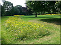Wild flower strip between Saughton Gardens and Water of Leith in EH14 1RJ