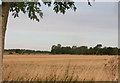 Ash Holt, near Ewerby Thorpe in Kirkby la Thorpe & South Kyme Ward