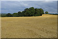 Tunnel Wood by a stubble field in Ashby Money Hill Ward