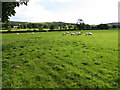 Grazing fields near Llangwyfan in Llandyrnog Community