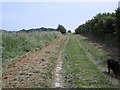Bridleway towards the B3078 near Hinton Martell in BH21 5DE