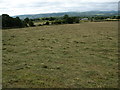 Field of newly mown hay in Llandyrnog Community