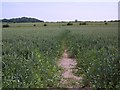 Footpath through wheat field near New Town in BH21 5DE