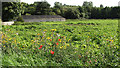 Poppies on the edge of a potato crop field by Hall Farm in NR29 3BL