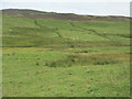 Upland grazing in Glen Fender in PH18 5TU