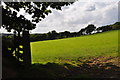 North Devon : Grassy Field in EX36 4DZ