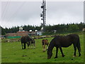 Preseli TV transmitter with horses in SA41 3QP
