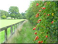 Enclosed footpath with rose hips in RH20 3AX