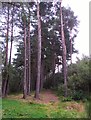 Path through pine trees in AB32 6SH