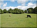 Busketts Lawn, cattle in SO40 7GH