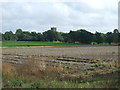 Crop field near Newthorpe in Rushbrooke with Rougham