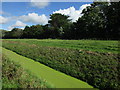 Duckweed covered drain in BS26 2JG