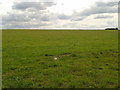 A gently rising field west of Patney in SN10 3RB