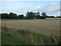 Stubble field off Mill Road in IP14 2LW