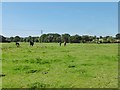 Netley Marsh, horse grazing in SO40 7DY