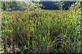 Bulrushes in the pond  in WR11 1TD