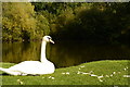 A swan at Eureka park, Swadlincote in DE11 0DW
