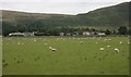 Grazing sheep near Haughhead in G66 7LP