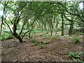 Whipsnade Heath woodland in LU6 2PF