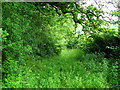 Path through Shirehill Wood in MK18 5AX