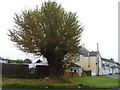 Old tree on Poolbrook Common in WR14 3FE