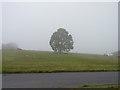 Tree in the mist on Poolbrook Common, Malvern in WR14 3LE