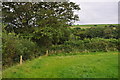 North Devon : Grassy Field in EX36 4QL