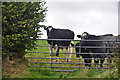 North Devon : Cattle Grazing in EX36 4QL