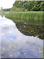 Winterbourne Reed Bed in B29 7NX