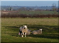 Fields and sheep north of Shearsby Road in LE8 8DD