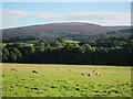 Sheep grazing on the Holnicote estate in TA24 8TL
