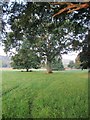 An oak tree on the Holnicote estate planted by William Gladstone in 1877 in TA24 8TL
