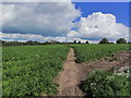 S Cheshire Way crossing carrot crop, SW of Weston near Crewe in CW2 5NQ
