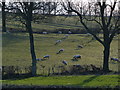 Grazing sheep near Gumley in LE16 7RR