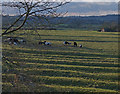 Horses grazing on ridge and furrow in LE16 7FD