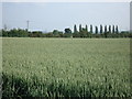 Wheat field with distant poplars in Upton and Coppingford