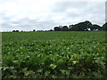 Crop field off Mill Road in IP22 2ED