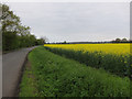 Oilseed rape by Marsh Lane in PE27 5EZ