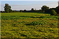 Long shadows in field near Oare in SN8 4JQ