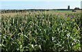 Maize, Chittlehampton in EX37 9QL