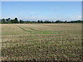 Stubble field near Proctor's Barn in IP31 3BY