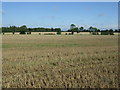 Stubble field near West Farm in IP31 3BY